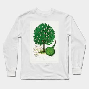 White Flowering Horse Chestnut tree lithograph (1900) Long Sleeve T-Shirt